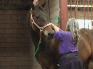 Kathryn treating horse