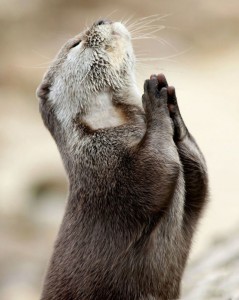 Feb. 09, 2012 - Birmingham, England, United Kingdom - This is the incredible photo of an otter seeking guidance by praying. This once in a lifetime snap was taken by Hertfordshire based photographer Marac Andrev Kolodzinski. Marac had to wait over two hours in the freezing cold before he captured the divine moment. .(Credit Image: © Marac Kolodzinski/Caters News/ZUMAPRESS.com)