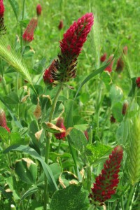 Red Clover in bloom