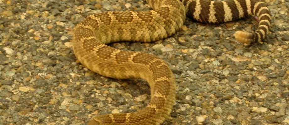 Snake Bite Prevention and Holistic Care