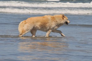 Dillon Beach April 2011 002